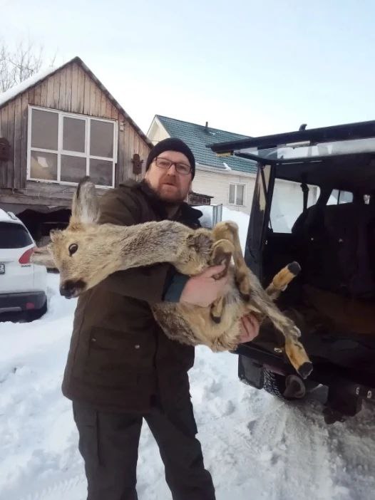 Инспектор спас косулю. Животное сбил неизвестный на автодороге Кузедеево – Таштагол и скрылся