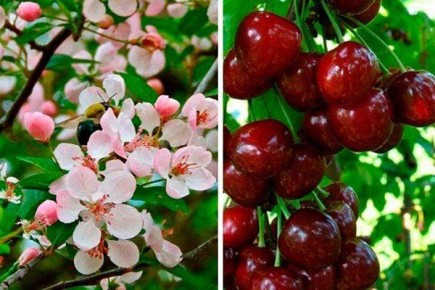 Путинка: уникальность сорта вишни и основные характеристики