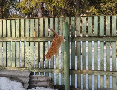 ��� ����� � ����� �� ����: ������ ���� ��� ������ �������� �������