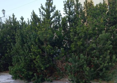 66 ���: ����� ������� � �������, ������� ������ �� �������