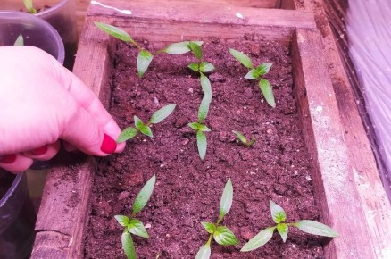 ���� �� �������� ����� � ����������: ������� ��������� �����