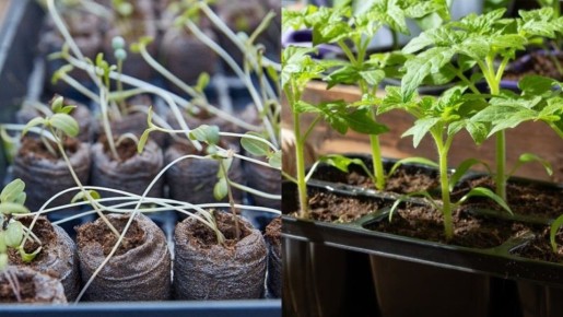 ��� ��������� �������� ������� ��� �����: ���� ��������� �������