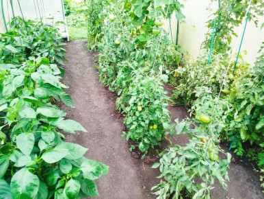 ������� ������ ���������: ���� ������� ���� �����?