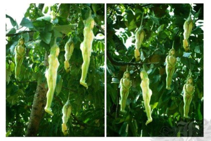 Загадка дерева Нарипол: мифы и реальность в одном флаконе