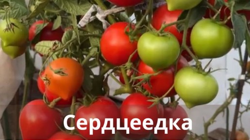 ��������� ���� �����������: �����, ������� ������ ������� � ����� ������