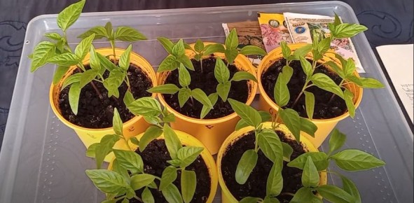 ��������� ������: ��� �������� ������ � ��������� ������� �����