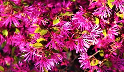 Необычный лоропеталум: вечнозеленое чудо вашего сада