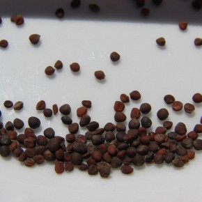 ��� �������� �������������� ����� � ���������� �� �����������