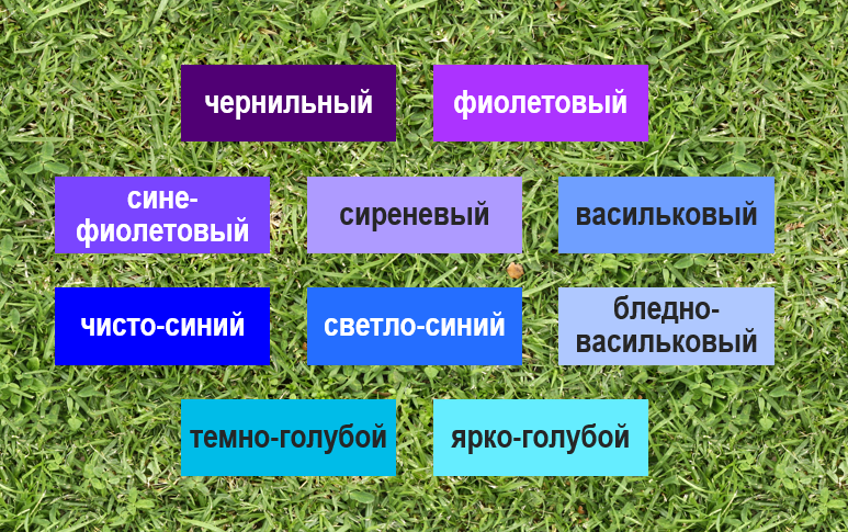 Секреты голубых многолетников: открываем редкие оттенки для сада