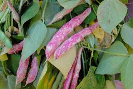 Выращивание фасоли Борлотто: секреты богатого урожая