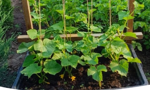 ����������� ������� � ������: �������, ������� ������ ���� ������� ���������