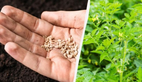 ��� ����������� ����� ����� �������� ���� ����� �� �������� ������