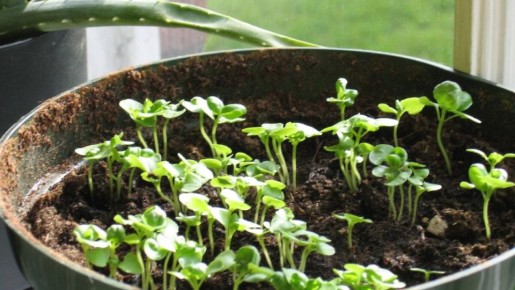 ��� ������� �������� ������� �������: ������ ��� ���������