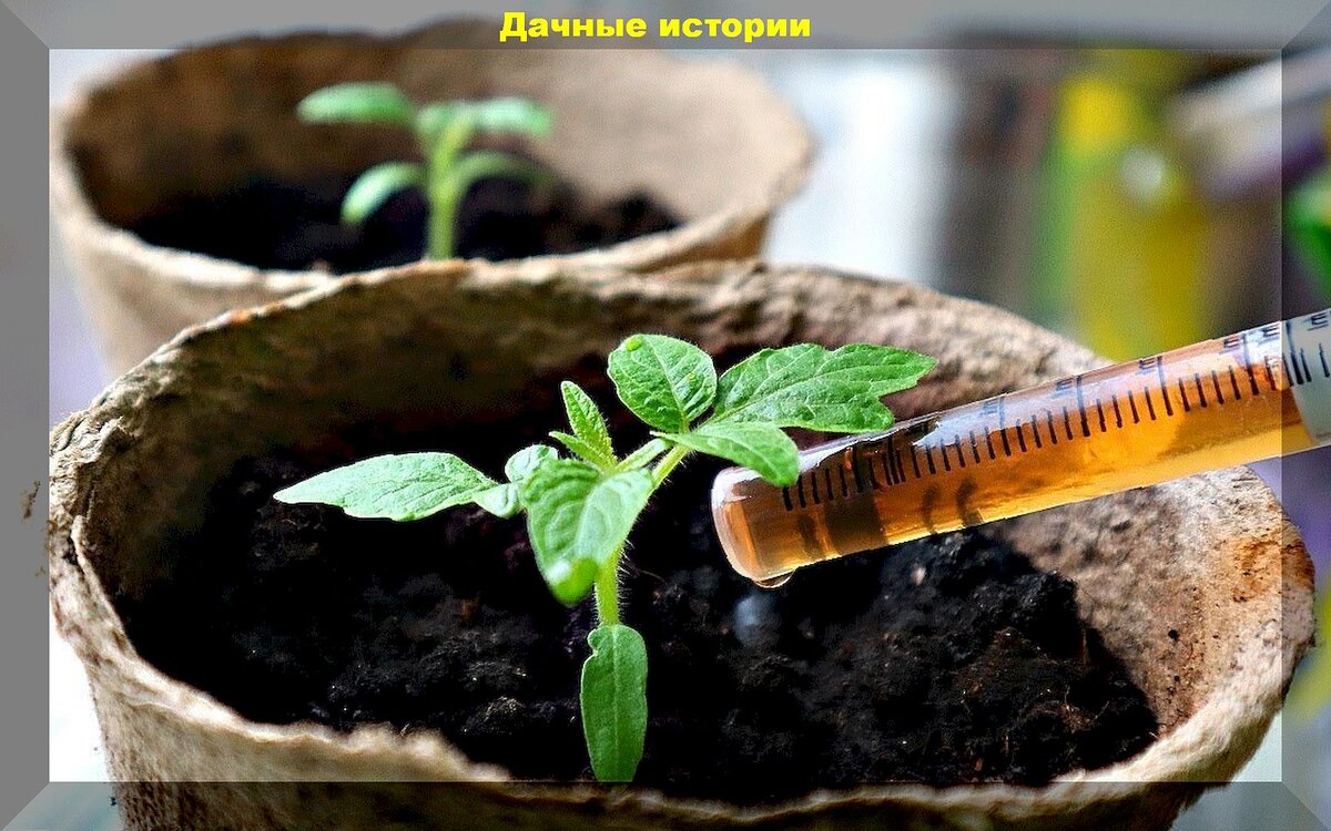 Главные народные подкормки для растений: простой и эффективный подход