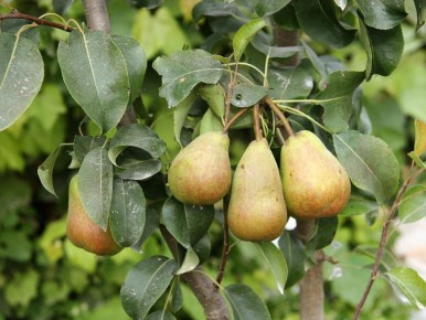 Почему коричневые края листьев груш и слив становятся настоящей проблемой?