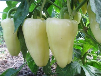 ��� �������� �������� ������ �����: ��� ����������� ��������