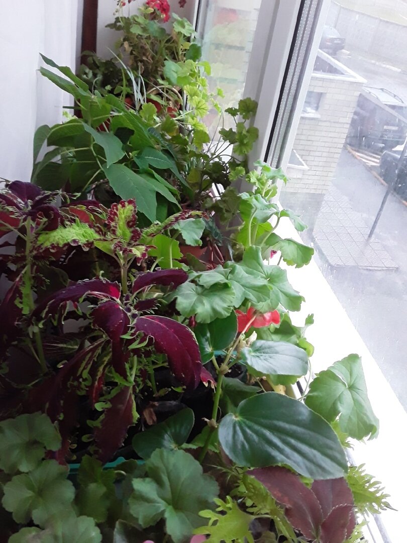 Как разместить цветы на подоконниках: советы и идеи для вашего зелёного уголка