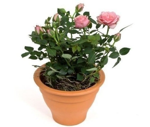 Выращивание роз в горшке: секреты домашнего ухода за любимым цветком