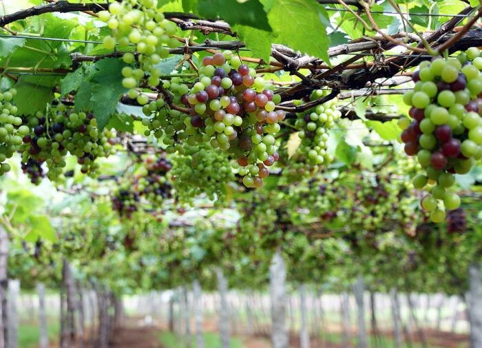 Секреты успешной подкормки винограда: как добиться богатого урожая