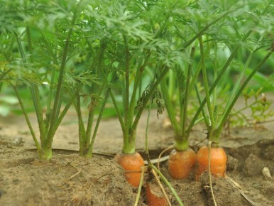 Угроза для моркови: распространенные болезни, способные уничтожить урожай