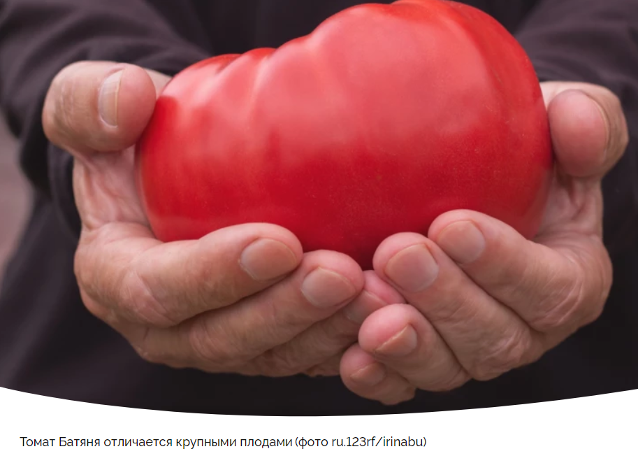 Как выбрать сорт томатов для богатого урожая: откройте для себя Батяню
