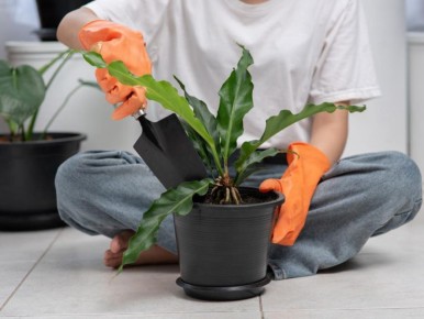 Зимние секреты ухода: Как правильно подкармливать комнатные растения