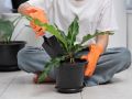 Зимние секреты ухода: Как правильно подкармливать комнатные растения