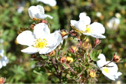 Курильский чай 'Абботсвуд': белоснежная красота вашего сада