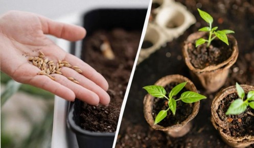 ��� ����� ����� � ����������� �����: ������ ��� �����������