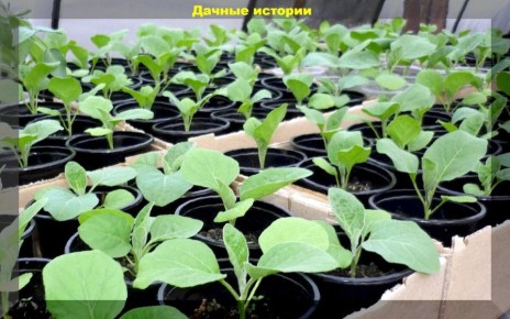 Выращивание баклажанов: как избежать главных проблем и достичь успеха