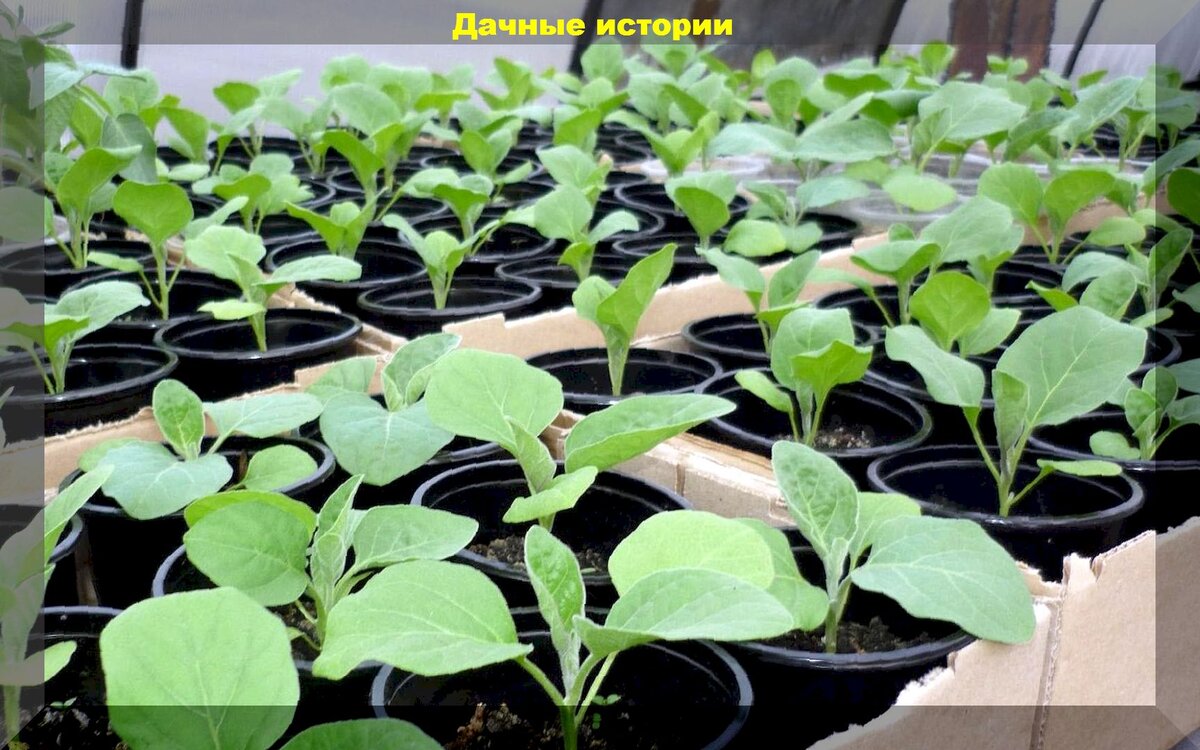 Выращивание баклажанов: как избежать главных проблем и достичь успеха