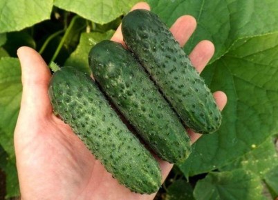 ������ ������: ������ � ������������ ������ ��� ������ ����