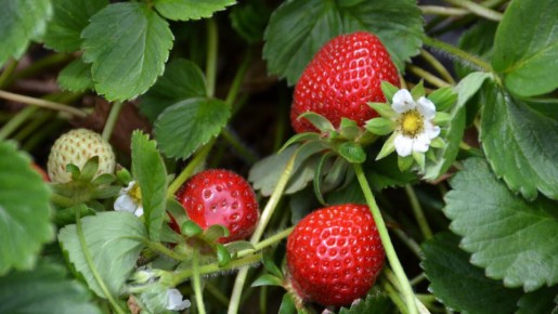 ������ �������� �� �����: �������� ������� � �������