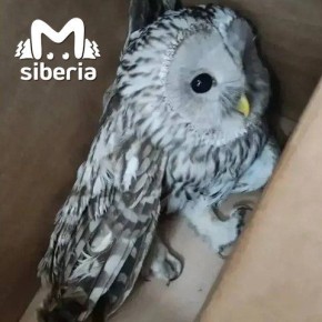 ���� ��������� � �������� � ���������� ����������� ������������