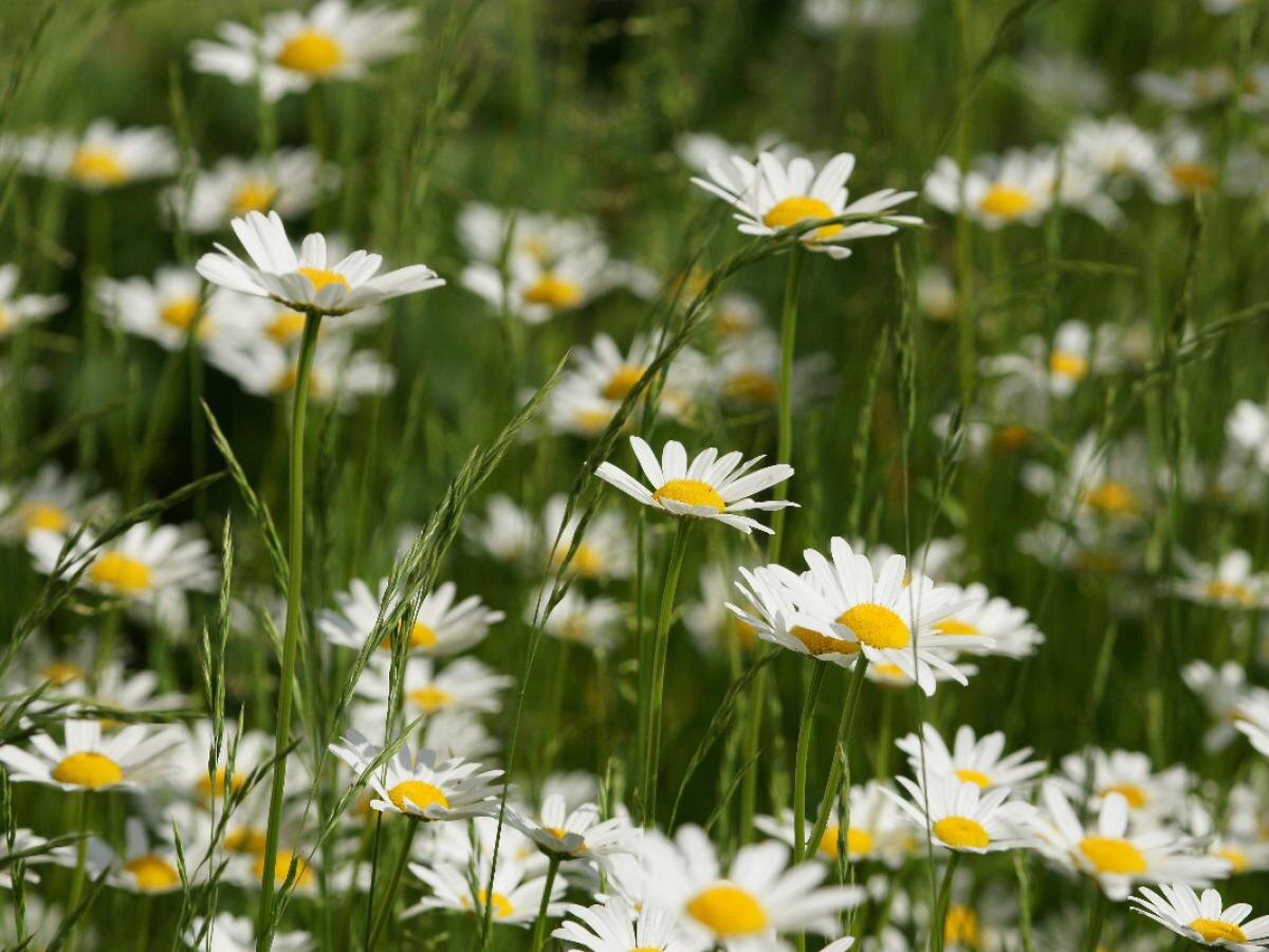 Ромашка: как это скромное растение может оживить ваш сад и улучшить здоровье