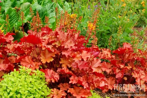 Гейхера: как ослепить сад яркими листьями в 2025 году