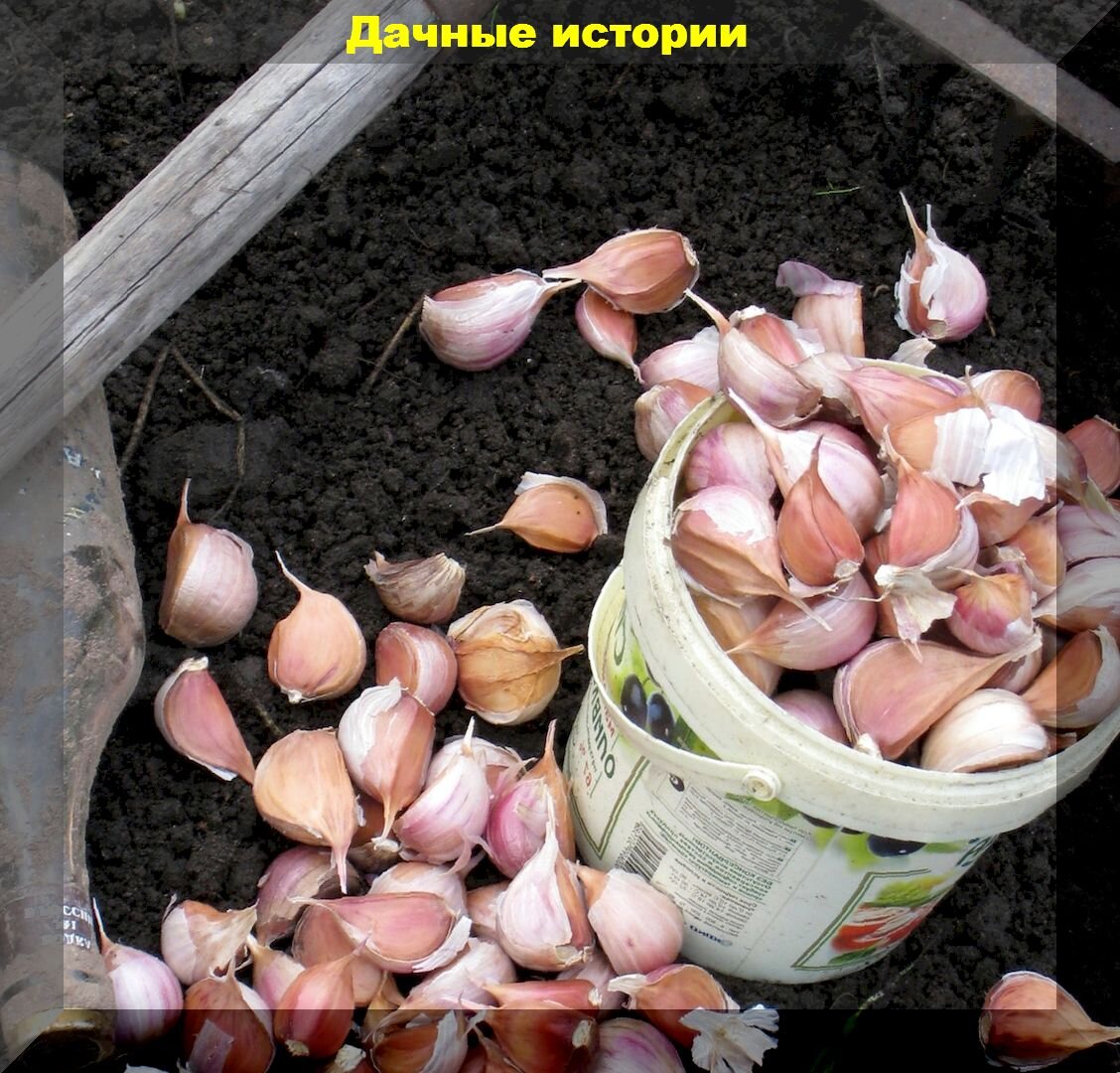 Как добиться крупных луковиц и чеснока при осенней посадке: лучшие практики