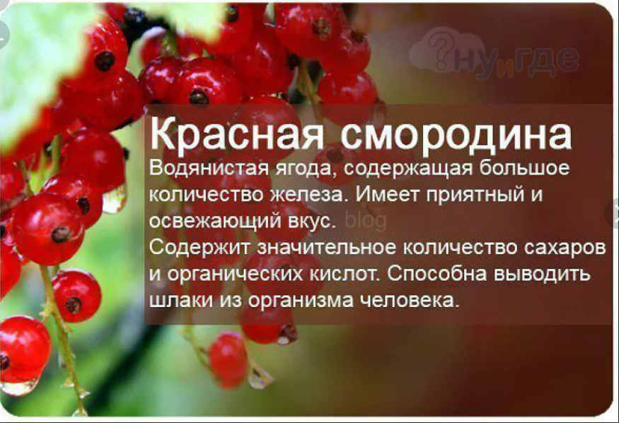 Проблемы красной смородины: как сохранить урожай и полюбить эту ягоду