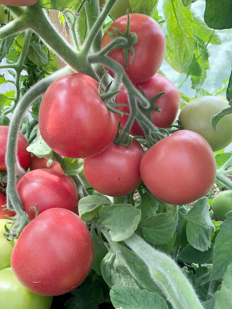 Успехи дачного клуба: как богатырские томаты завоевали любовь садоводов