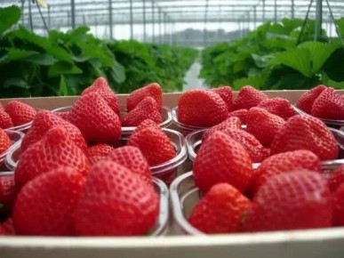 Как бор помогает клубнике: секреты успешного урожая