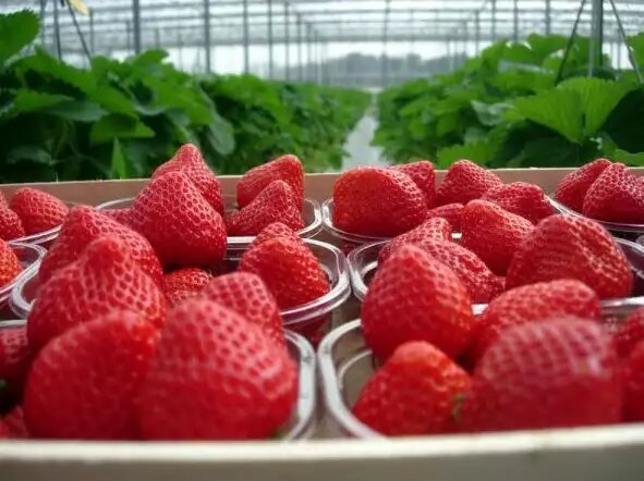 Как бор помогает клубнике: секреты успешного урожая