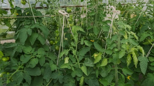 ����������� �������� �� �������� �������: ������� �������� ����������