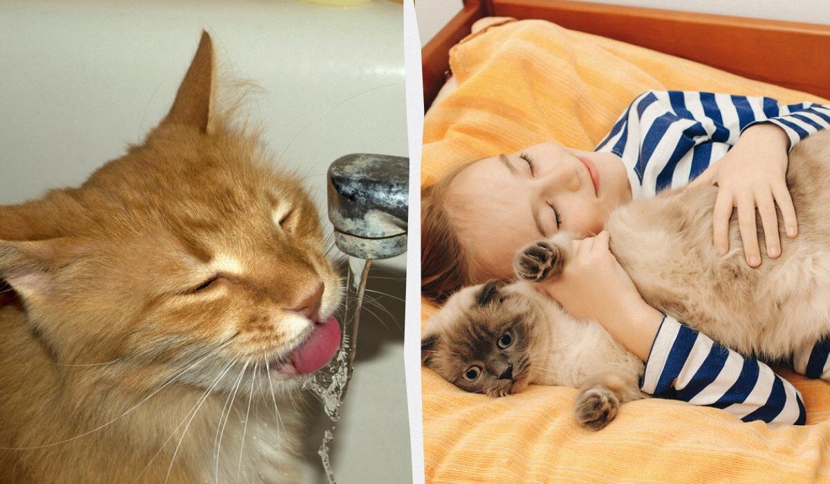 Почему коты так себя ведут? Забавные привычки, которые пора объяснить