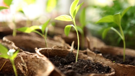 Замачивание семян в 0,05% хлоргексидине: простое решение для борьбы с грибками