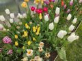 Тюльпаны уступили место ярким цветам: опыты садоводов в свежих посадках
