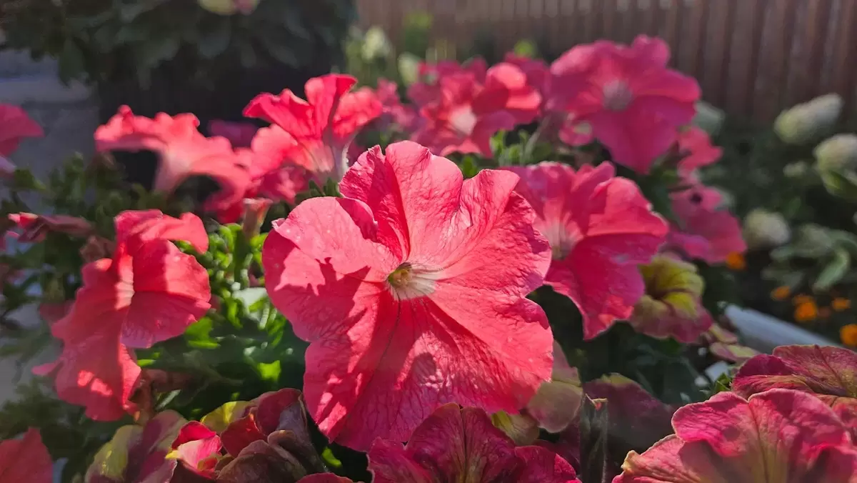 Уход за красивыми растениями: 5 садовых любимцев с капризами