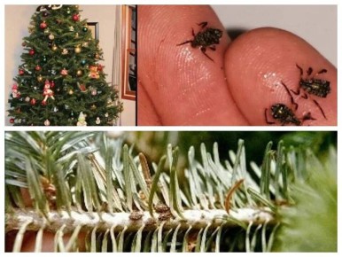 ��� ���������� �� ������ �� ���������� ����: ������ ���������