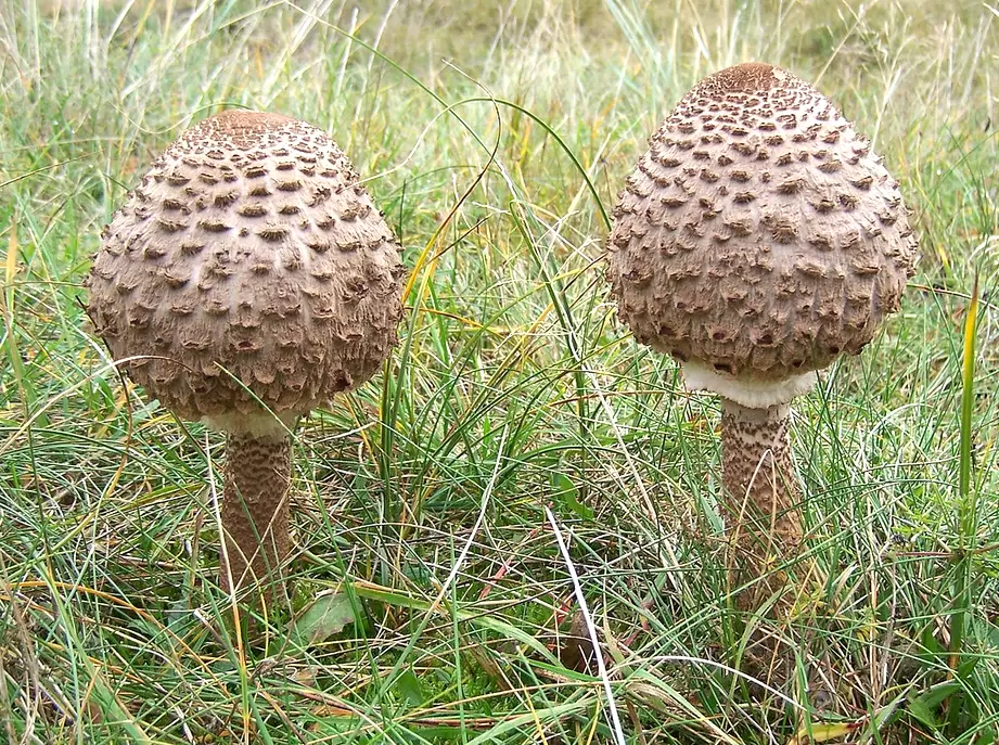 Гриб-зонтик пёстрый: природный деликатес на вашем столе