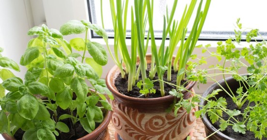 Преобразите зимние будни: как вырастить зелень на подоконнике
