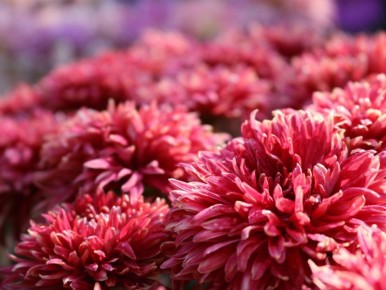 Удивительный секрет здоровья комнатных растений: активированный уголь